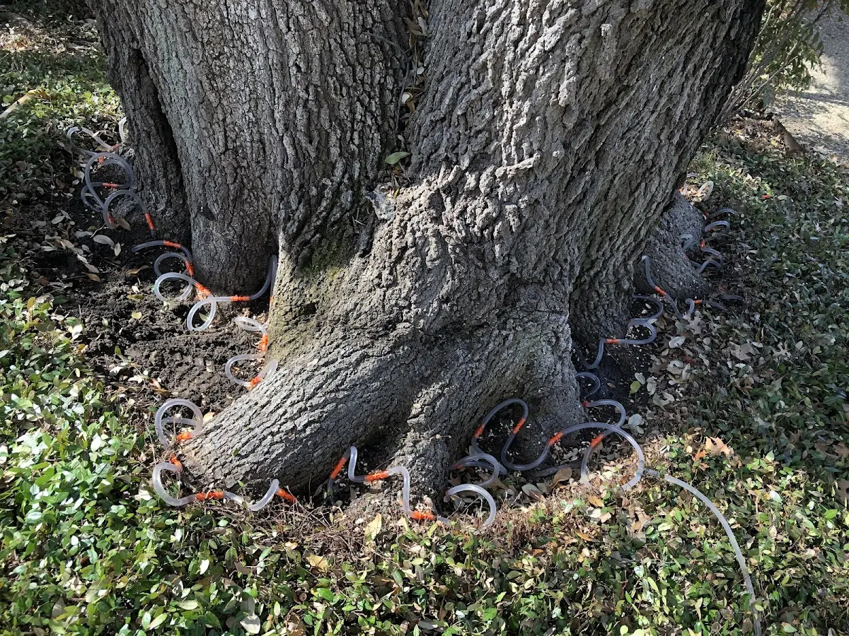 Detailed Tree Cabling and Bracing job site in Aberdeen