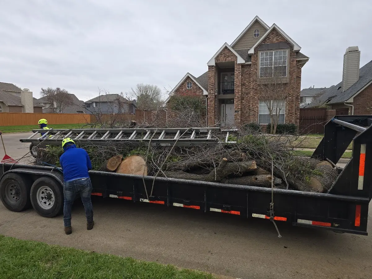 Expert Tree Fertilization with proper safety equipment in Aberdeen